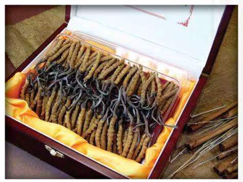 孟津冬虫夏草回收